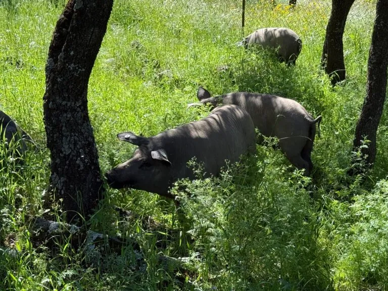 el cerdo iberico en la dehesa