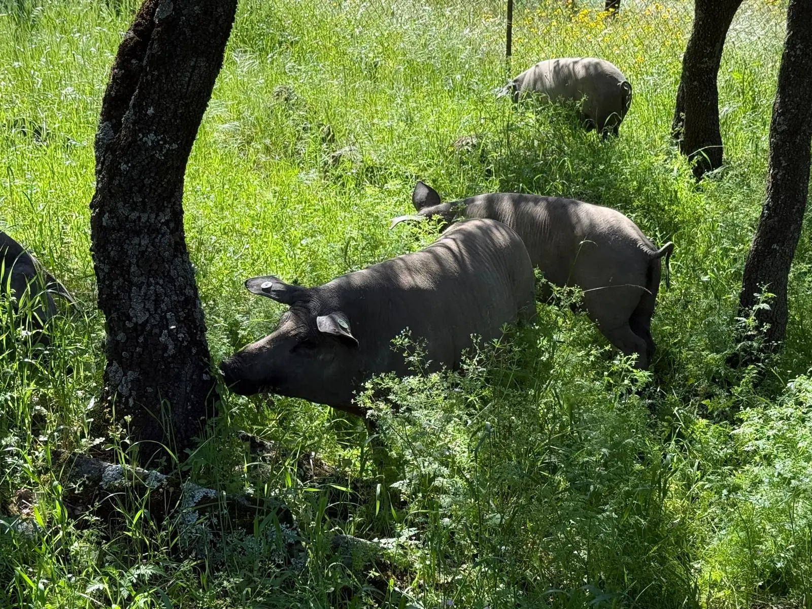 el cerdo iberico en la dehesa